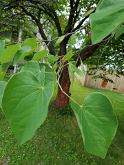 Cercis canadensis