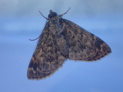 Idia calvaria