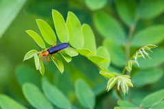 Neopyrochroa flabellata