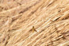 Chrysanthrax edititius