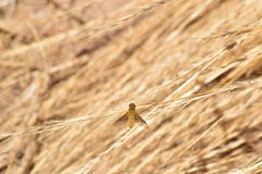 Chrysanthrax edititius