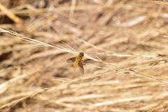 Chrysanthrax edititius