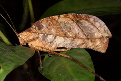 Pterochroza ocellata