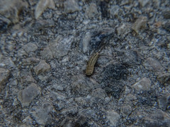Ctenolepisma ciliatum