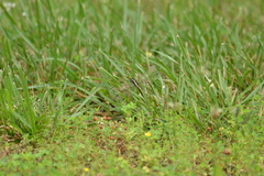 Libellula luctuosa