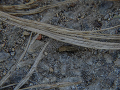 Ctenolepisma ciliatum