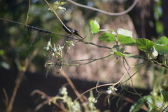 Sporophila angolensis