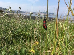 Zygaena