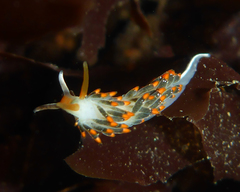 Diaphoreolis lagunae