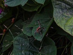 Eupholidoptera smyrnensis