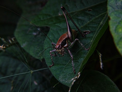 Eupholidoptera smyrnensis