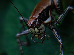 Eupholidoptera smyrnensis