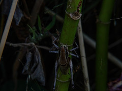 Eupholidoptera smyrnensis