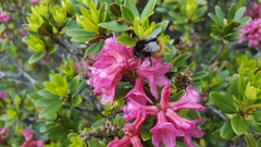 Bombus wurflenii