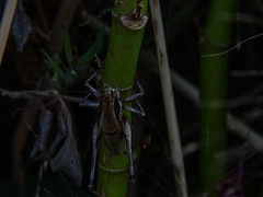 Eupholidoptera smyrnensis