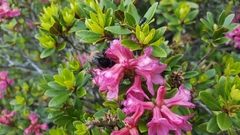 Bombus wurflenii
