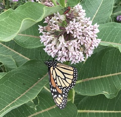 Danaus plexippus