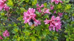 Bombus wurflenii