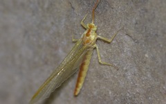 Potamanthus luteus