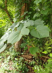 Vernicia fordii