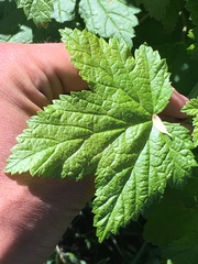 Ribes hudsonianum