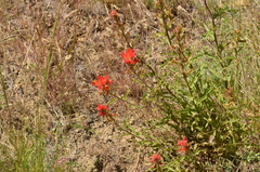 Castilleja applegatei pinetorum
