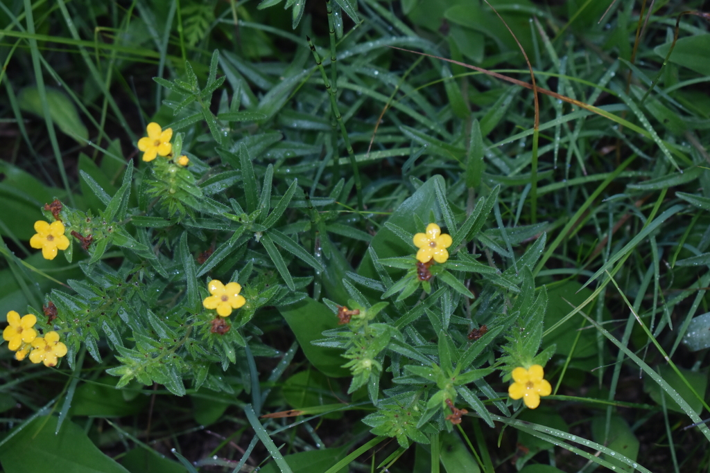 hairy puccoon from Grundy County, IL, USA on June 26, 2020 at 05:47 AM ...