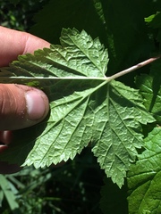 Ribes hudsonianum