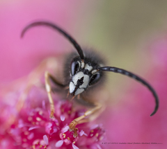 Dolichovespula albida