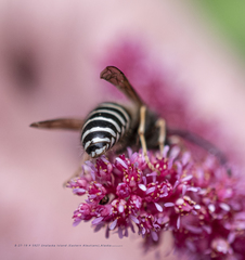 Dolichovespula albida