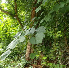 Vernicia fordii