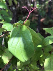 Cornus asperifolia