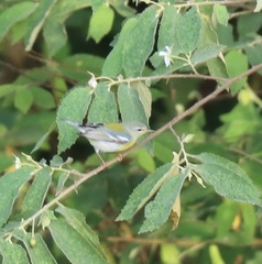 Setophaga americana