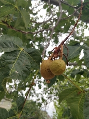 Aesculus