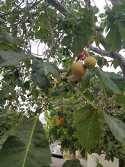 Aesculus