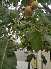 Aesculus