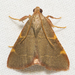 Pink-fringed Dolichomia Moth - Photo (c) Stott Noble, some rights reserved (CC BY-NC), uploaded by Stott Noble