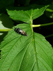 Glipa hilaris