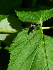 Glipa hilaris