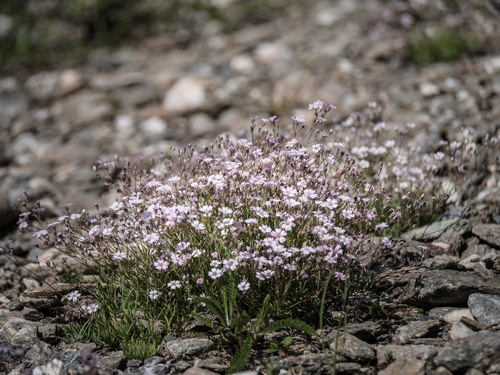 Creeping Baby's-breath