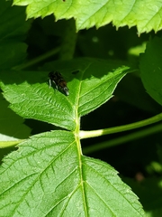 Glipa hilaris
