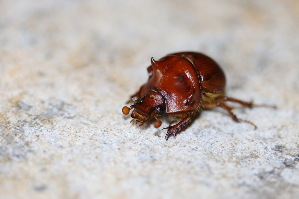 Bradycinetulus ferrugineus