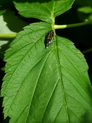 Glipa hilaris