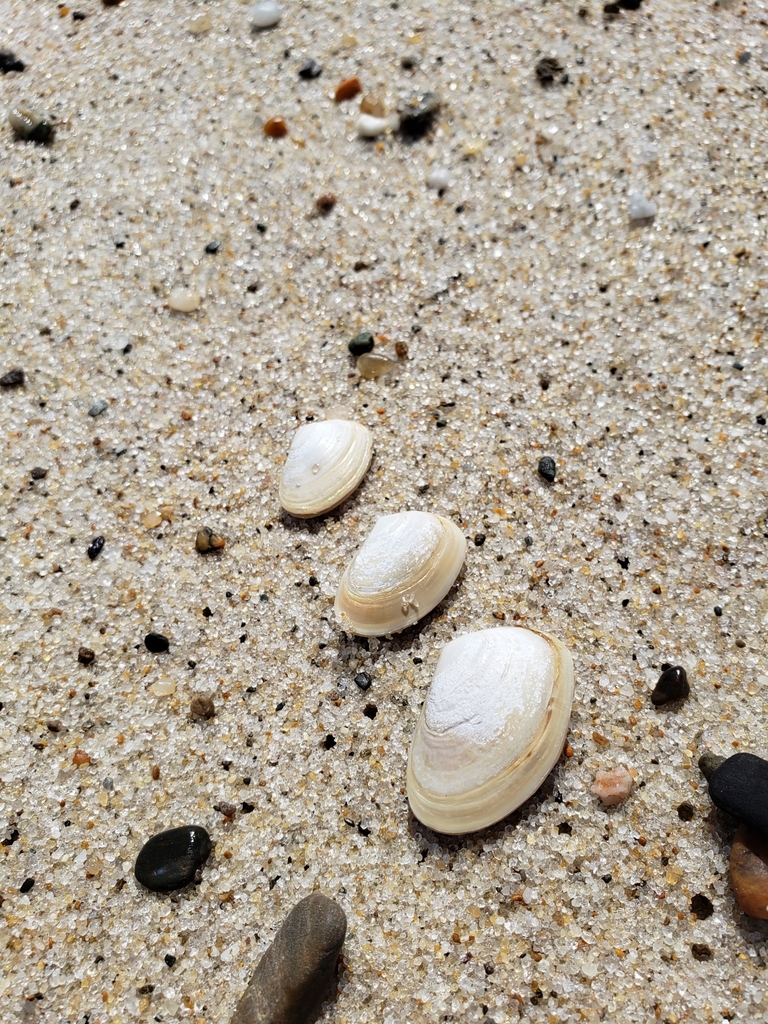 compressed clam
