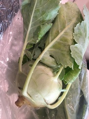 Brassica oleracea gongylodes