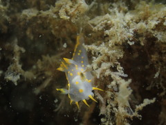 Polycera quadrilineata