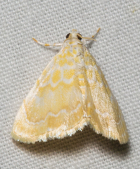 Glaphyria glaphyralis