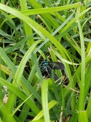 Uranophora terminalis