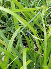 Uranophora terminalis