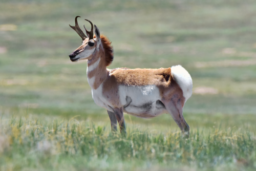 Pronghorn photographed in Colorado